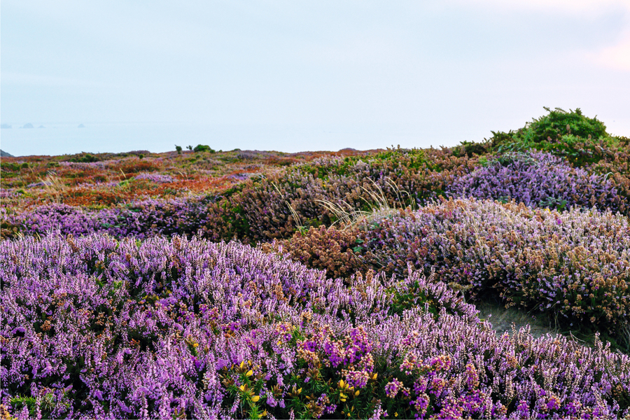 ИВ РОШЕ – МАРКА КРАСОТЫ № 1 ВО ФРАНЦИИ